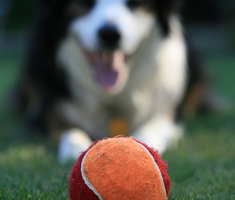 Dog waiting for ball