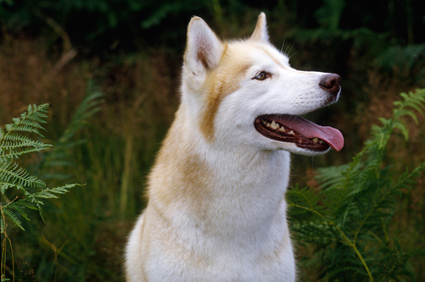 Siberian Husky
