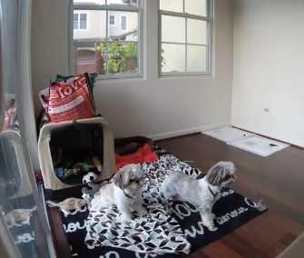 Gus and Gizmo were startled awake by their first earthquake in San Francisco.