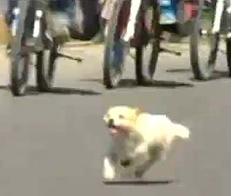 Stray Dog With Cyclists