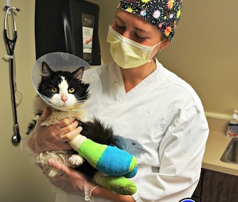 Bruce Almighty has gone through hours of surgery to save his legs after being rescued.