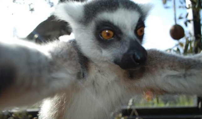 Bekily, a 12-year-old ring-tailed lemur, snaps a selfie at the London Zoo.