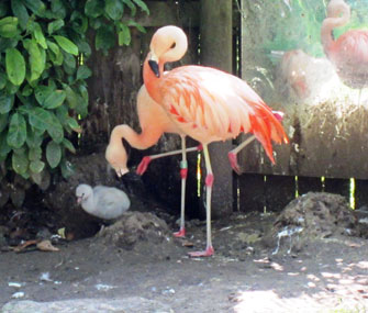 Flamingo parents and chick