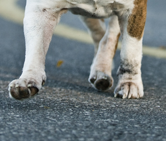 Paws on pavement