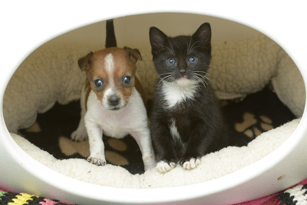 Buttons and Kitty