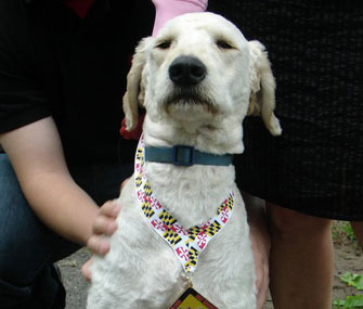 Dozer got a medal like the rest of the race's competitors, after finishing 8 miles of it last year.
