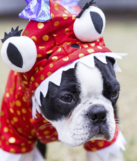 Puppy wearing costume
