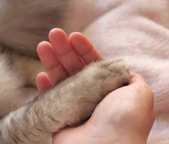 Cat Paw and Hand
