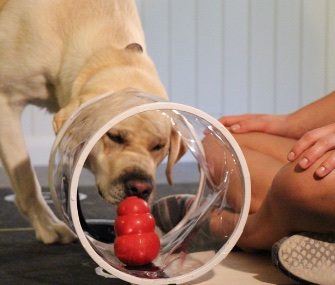 In a battery of tests, dogs and 2-year-old children were found to have similar social skills.