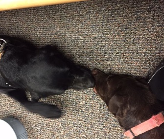 Two labs saved from a canal in Arizona