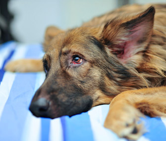 Sad German Shepherd
