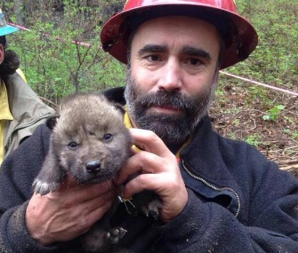 A rescuer holds one of the wolf pups who was saved at the fire line at Alaska's Kenai National Wildlife Refuge.