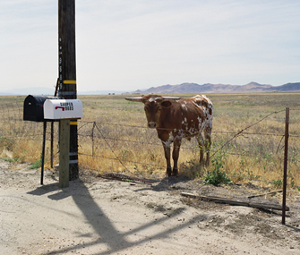 Cow by the road