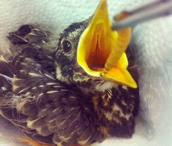 robin going through rehabilitation