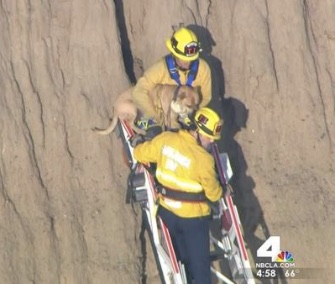 Smoky had to be pulled from a crevice on the side of a cliff after chasing a squirrel Monday.