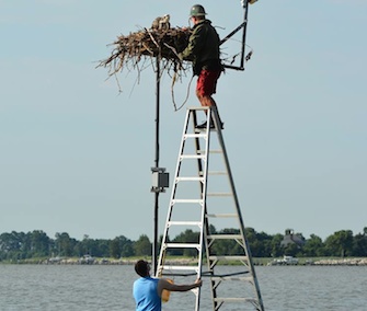 A two-man team helped free an osprey chick from a fishing line in her nest.