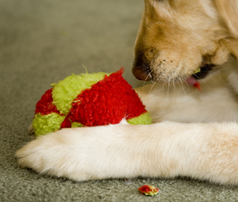 Dog chewing toy