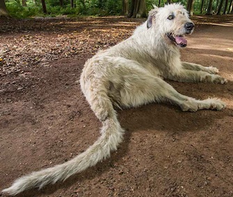 Keon the Irish Wolfhound was granted the title longest tail on a dog.
