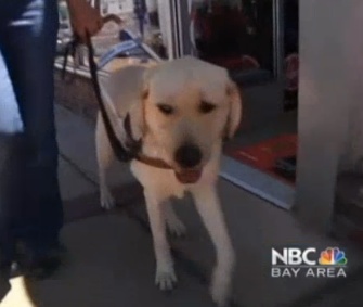 Guide dog in training O'Neil is being called a hero for alerting his trainers to an oncoming car.