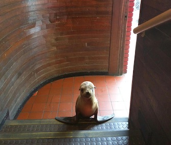 A sea lion pup was rescued after showing up at the entrance of the Beach Ball Bar in California.