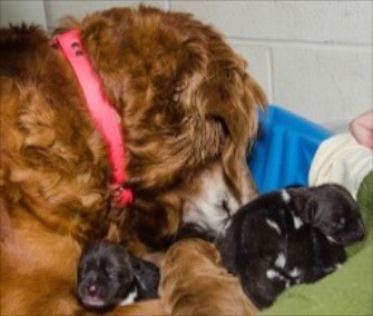 Surrogate mom Lilly, a Golden Retriever, nuzzles the African Wild Dog puppies she's raising.