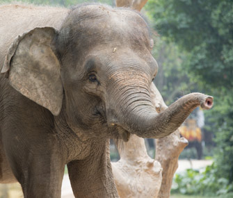 Elephant trunk