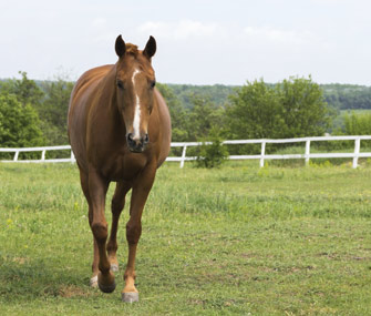 Horse in a field