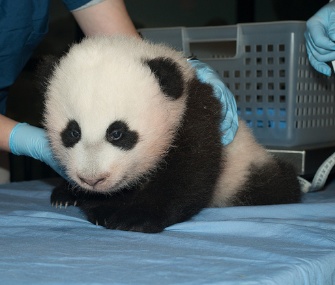 The National Zoo revealed on Sunday that its 100-day-old panda cub will be named Bao Bao.