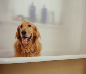 Dog in Bath