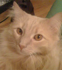 Jack the Cat
