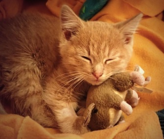After being rescued from the cold in Denver, Elsa the kitten is cozy and warm in her foster's home.