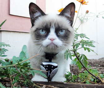 Grumpy Cat Wearing Dogtek Cat Cam