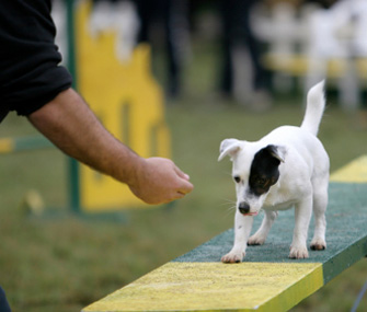 Dog doing agilityq