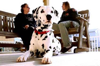 Dalmatian dog