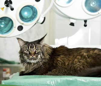Cat at veterinarian's office