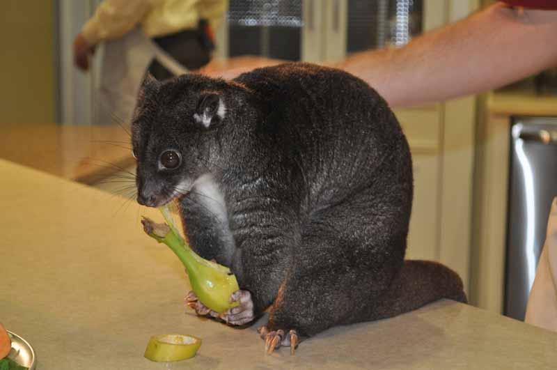 Treating Animals at Busch Gardens