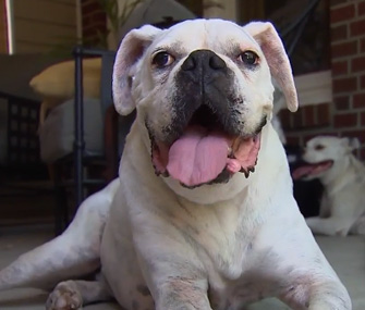 Family reunited with dog after 6 years