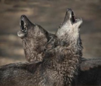 A study finds that wolves howl when their leader or a close packmate leave the pack.