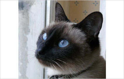 cat looking out the window