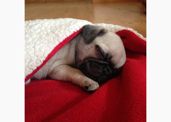 pug with blanket