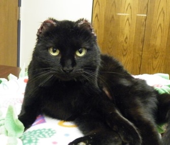 Circe is ready for a new home after being found in the streets in frigid temperatures in Indiana.