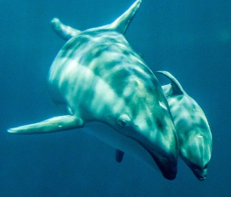 A Pacific white-sided dolphin calf was born to mom Piquet at the Shedd Aquarium Monday.