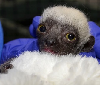 Lupicina, a Coquerel’s Sifaka lemur, was born last month at the Duke Lemur Center.