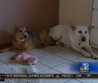 Ben, right, walked 10 miles back to a shelter to find his love, Jade, left.