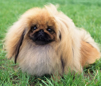 Pekingese