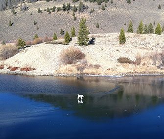 A Summit County, Colo., animal control officer rescued Jonah the dog from very thin ice.