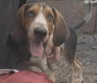 Danny the dog rescued an Alabama man from a house fire.