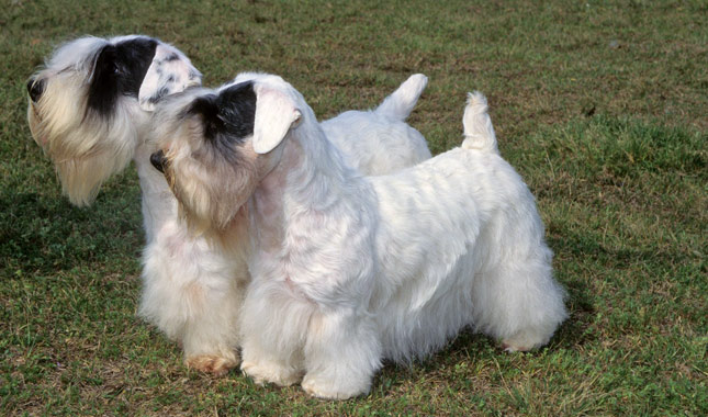 Sealyham Terrier Dog Breed Information