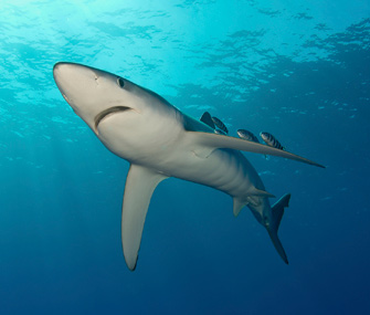 Blue shark