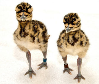 Kori bustard chicks at the National Zoo